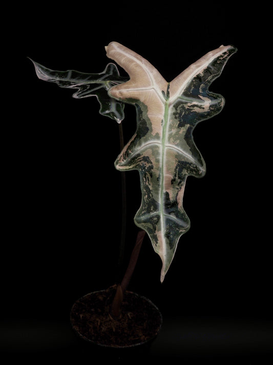 Alocasia Nobilis Pink