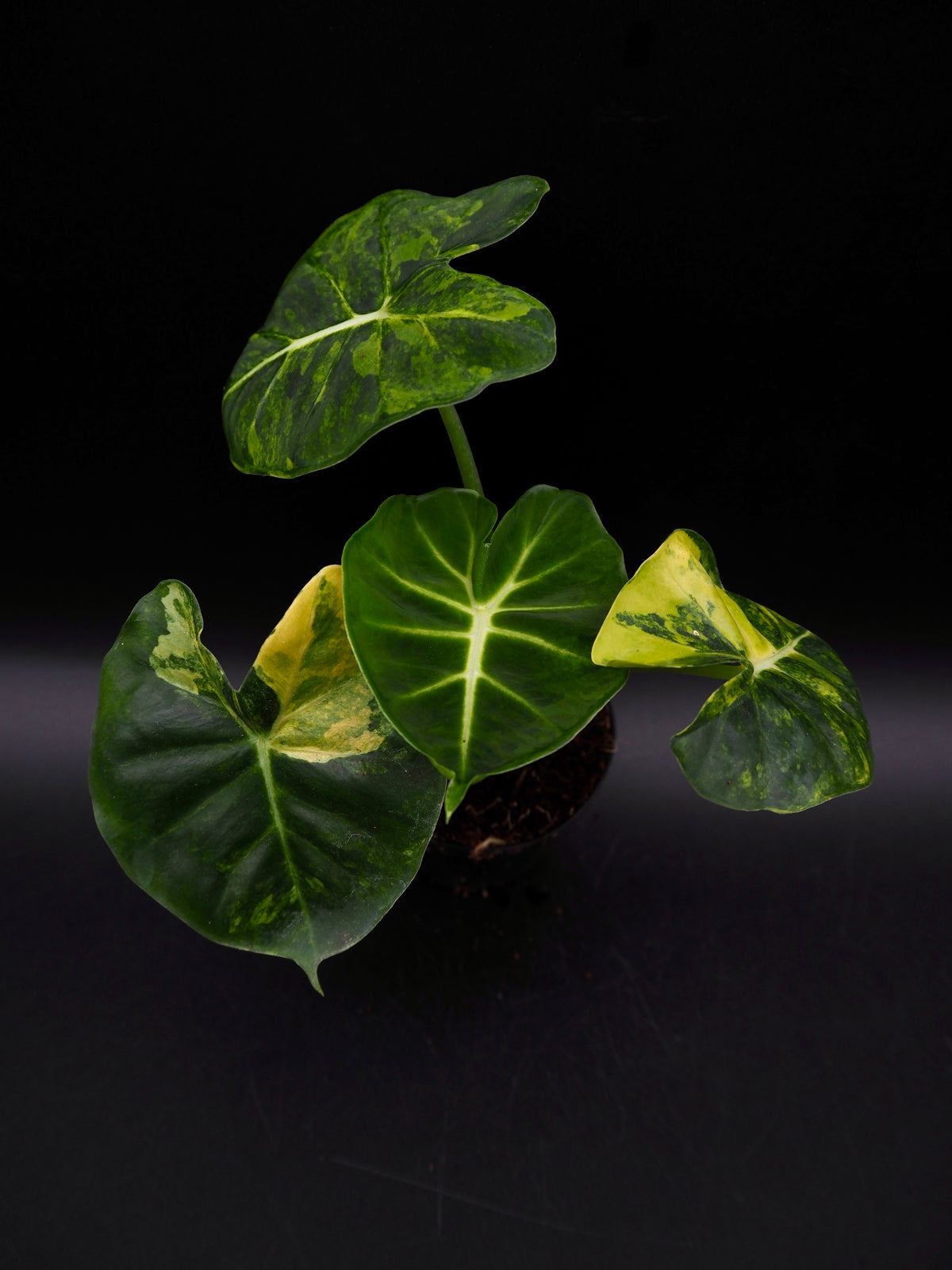 Alocasia Frydek Dorayaki Aurea Variegata