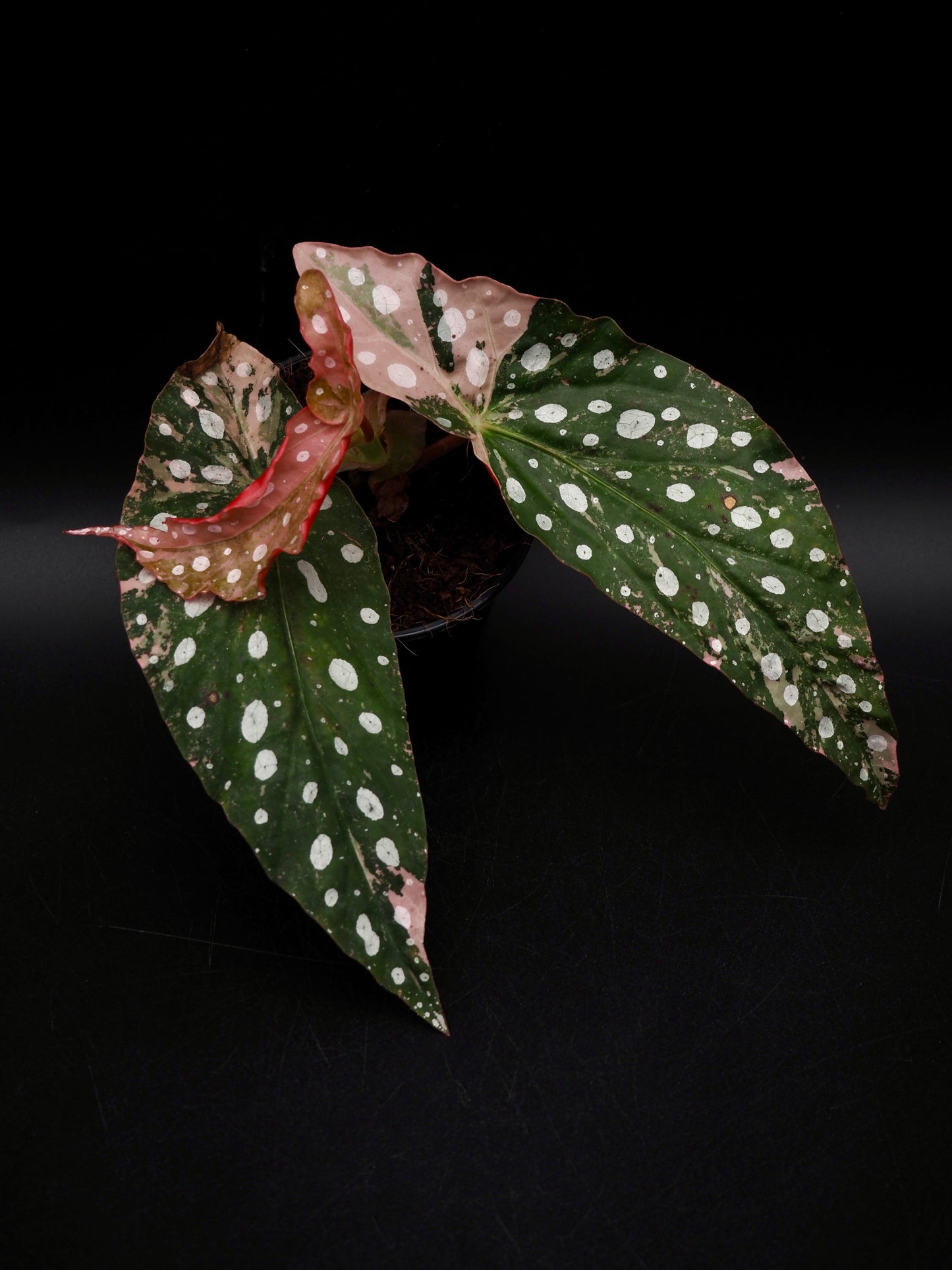 Begonia Maculata Pink Variegata