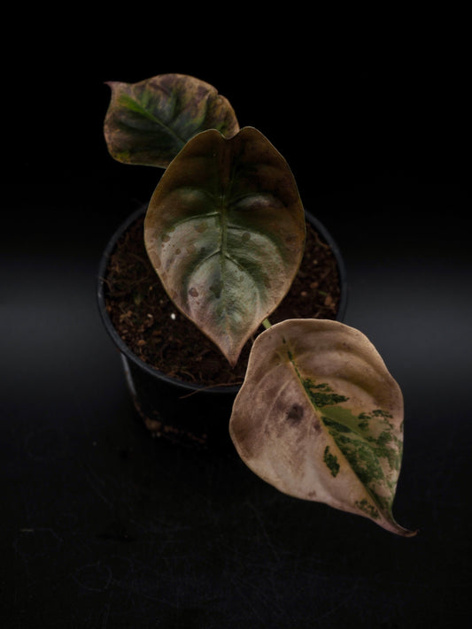 Alocasia Cuprea Latte Variegata