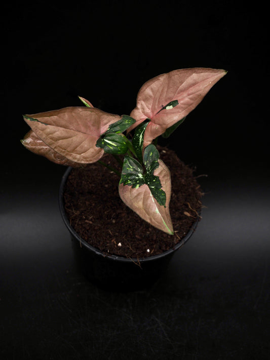 Syngonium Tache Rouge Tricolore