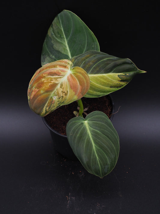 Philodendron Melanochrysum Variegata