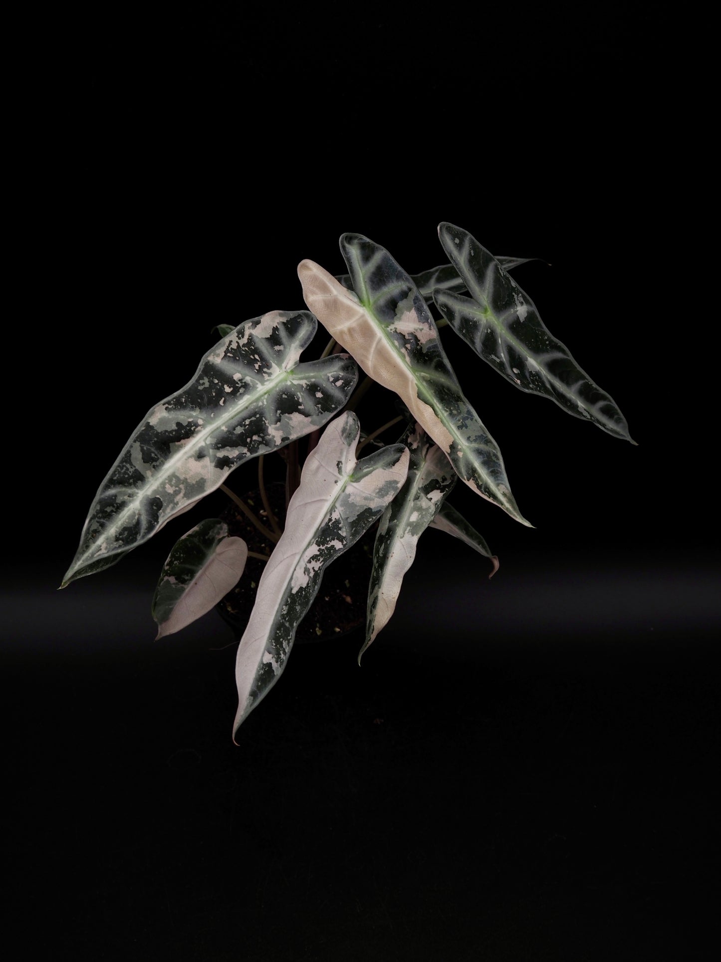 Alocasia Bambino Pink Variegata