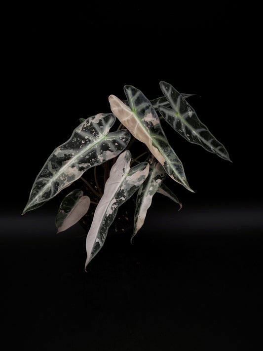 Alocasia Bambino Pink Variegata