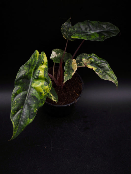 Alocasia Chantrieri Aurea Variegata