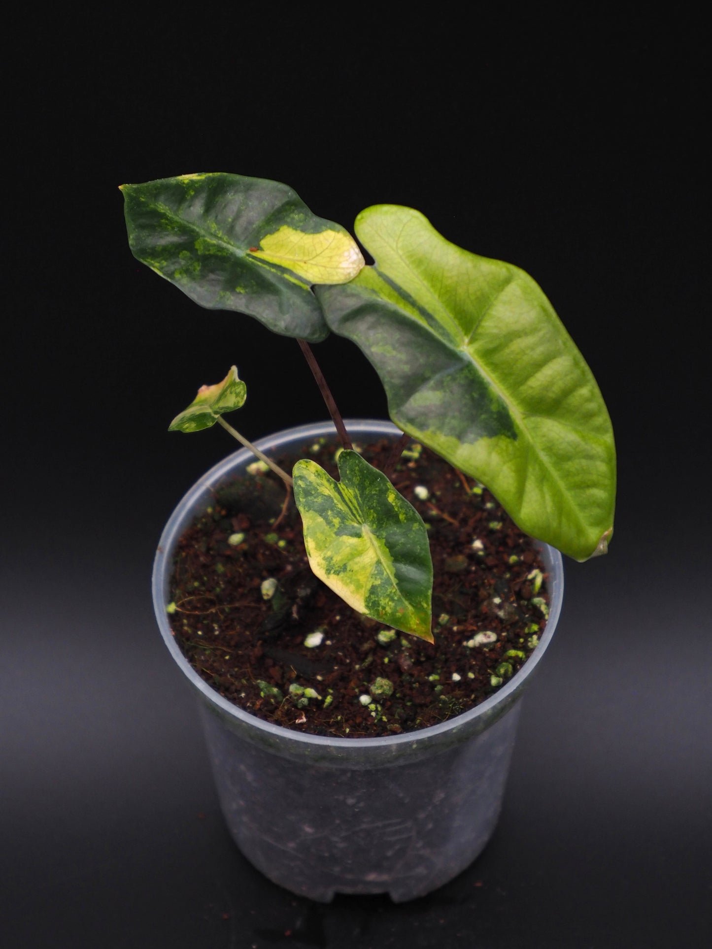 Alocasia Pseudo Sanderian Aurea Variegata
