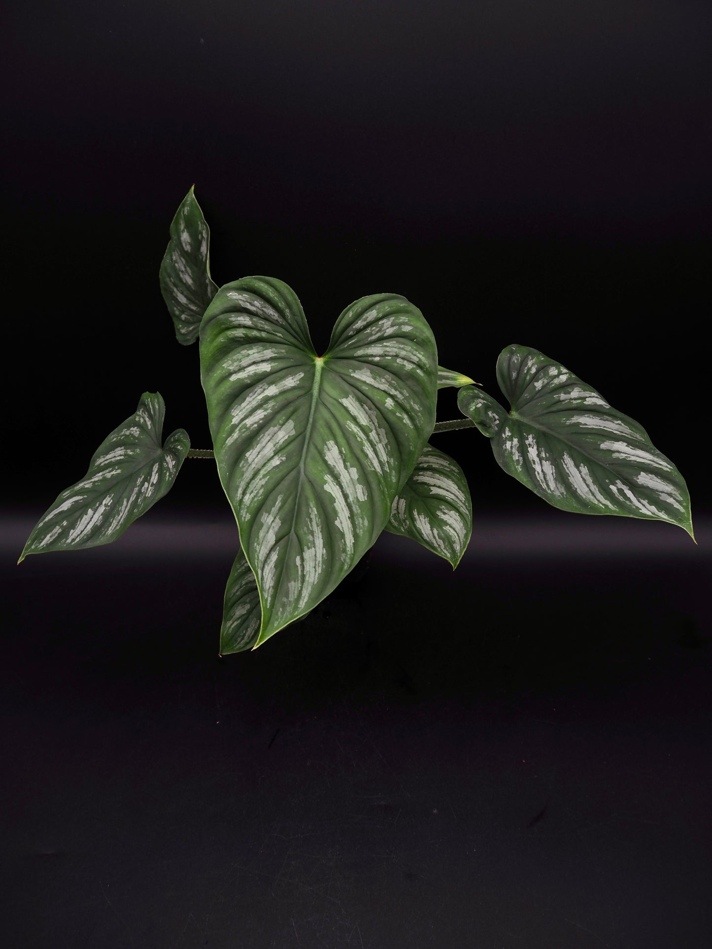 Philodendron Mamei