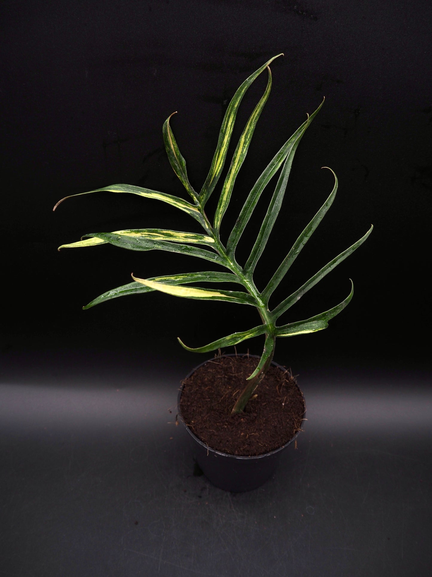 Philodendron Tortum Aurea