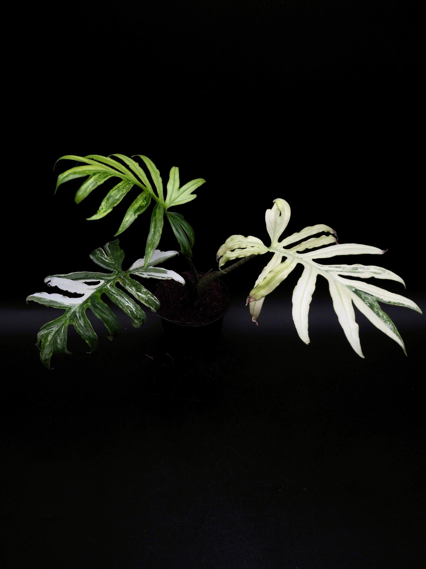 Alocasia Brancifolia Albo