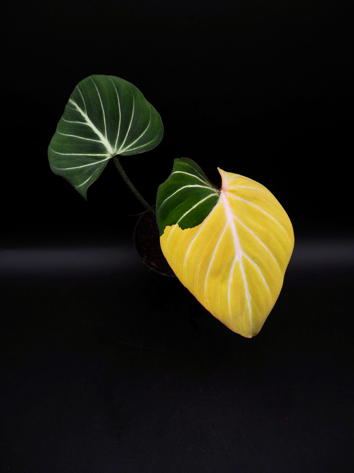 Philodendron Gloriosum Albo Variegata