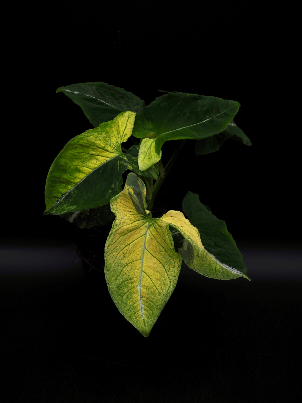 Syngonium Scambled Egg