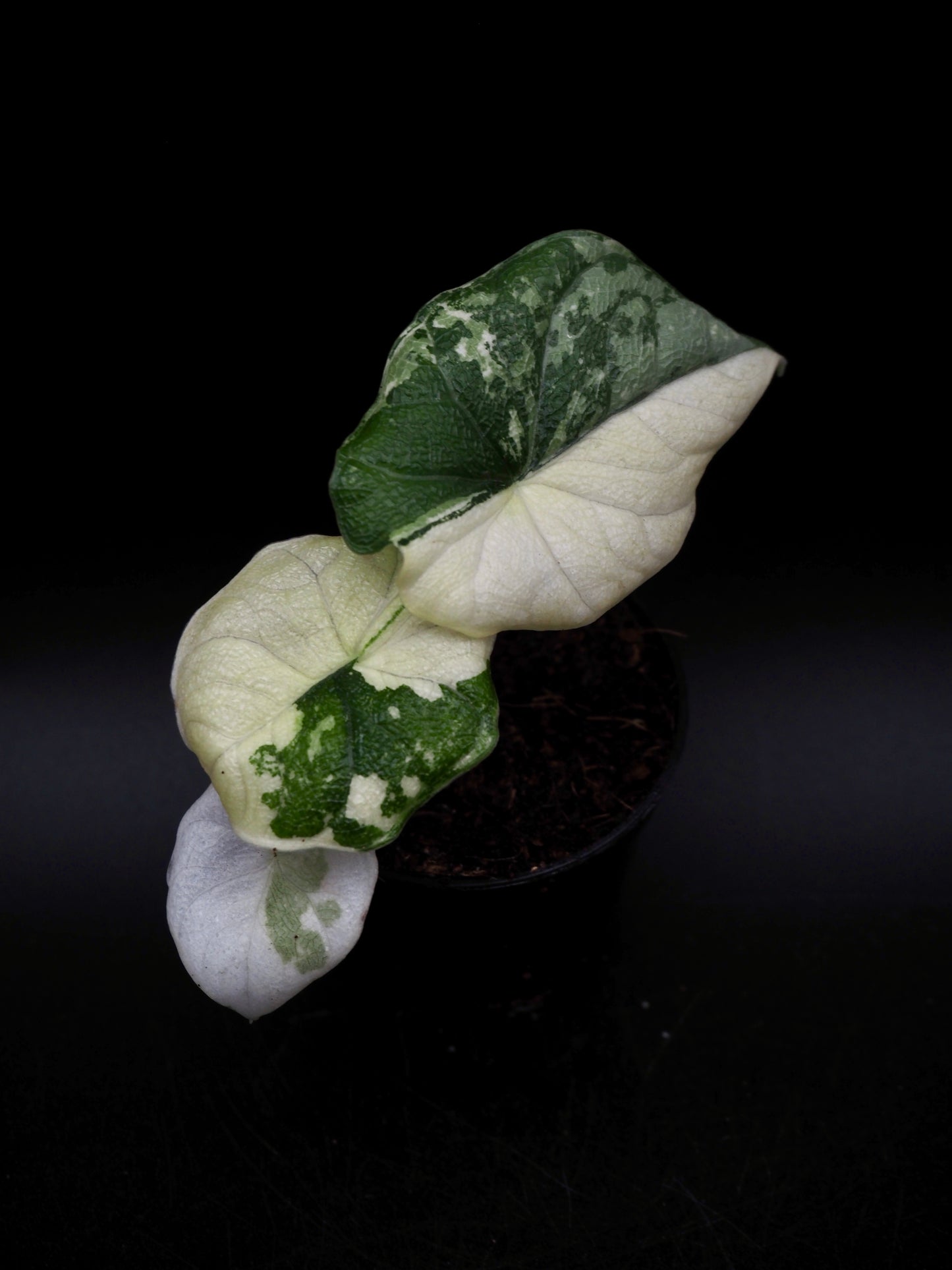 Alocasia Melo Albo
