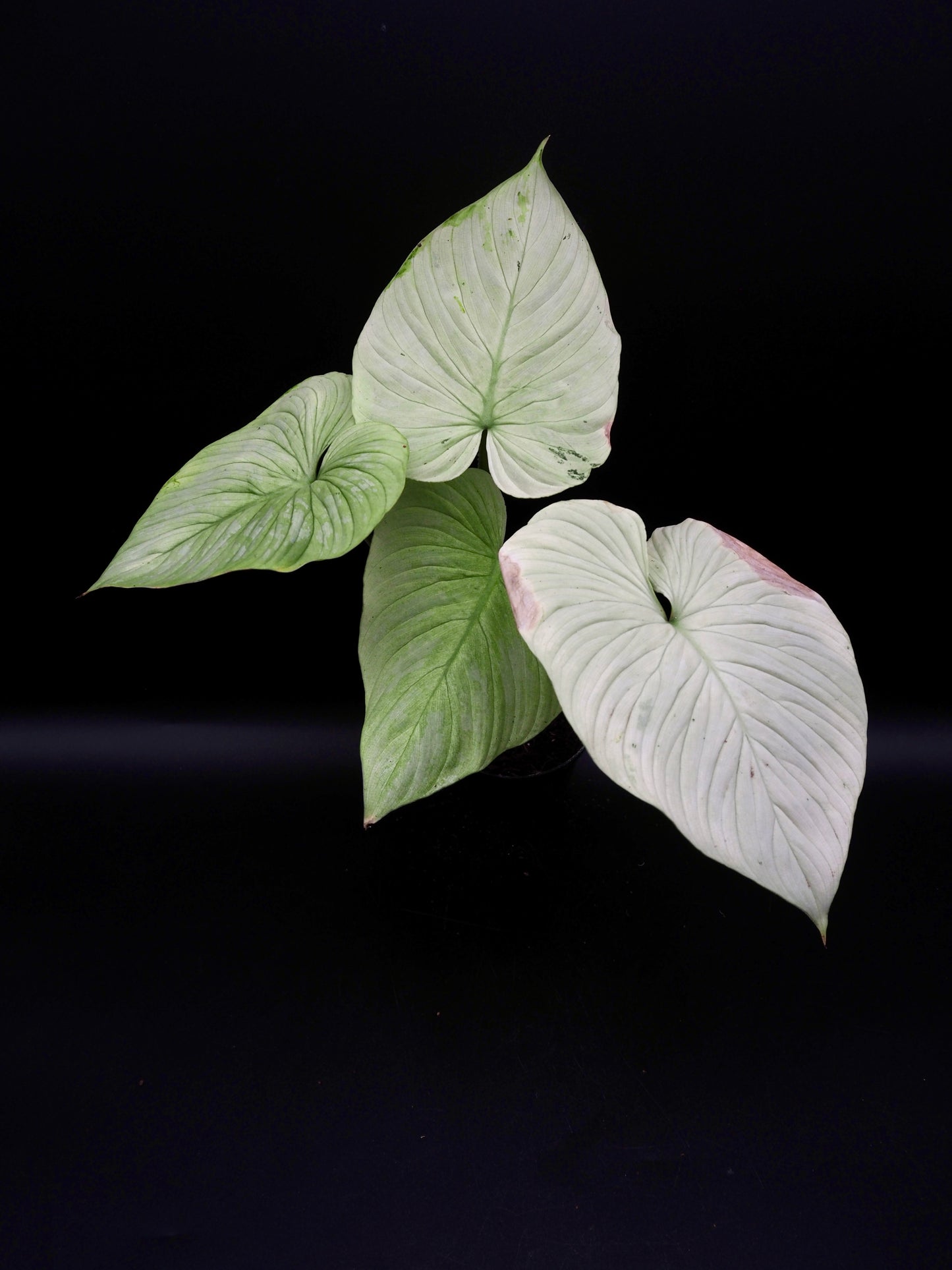 Philodendron Mamei Variegata