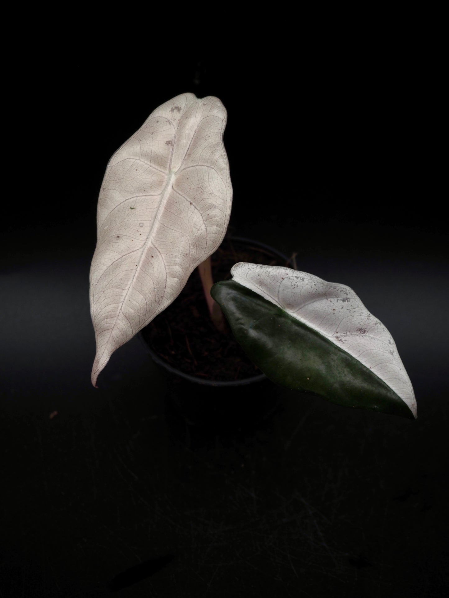 Alocasia Chantrieri Pink