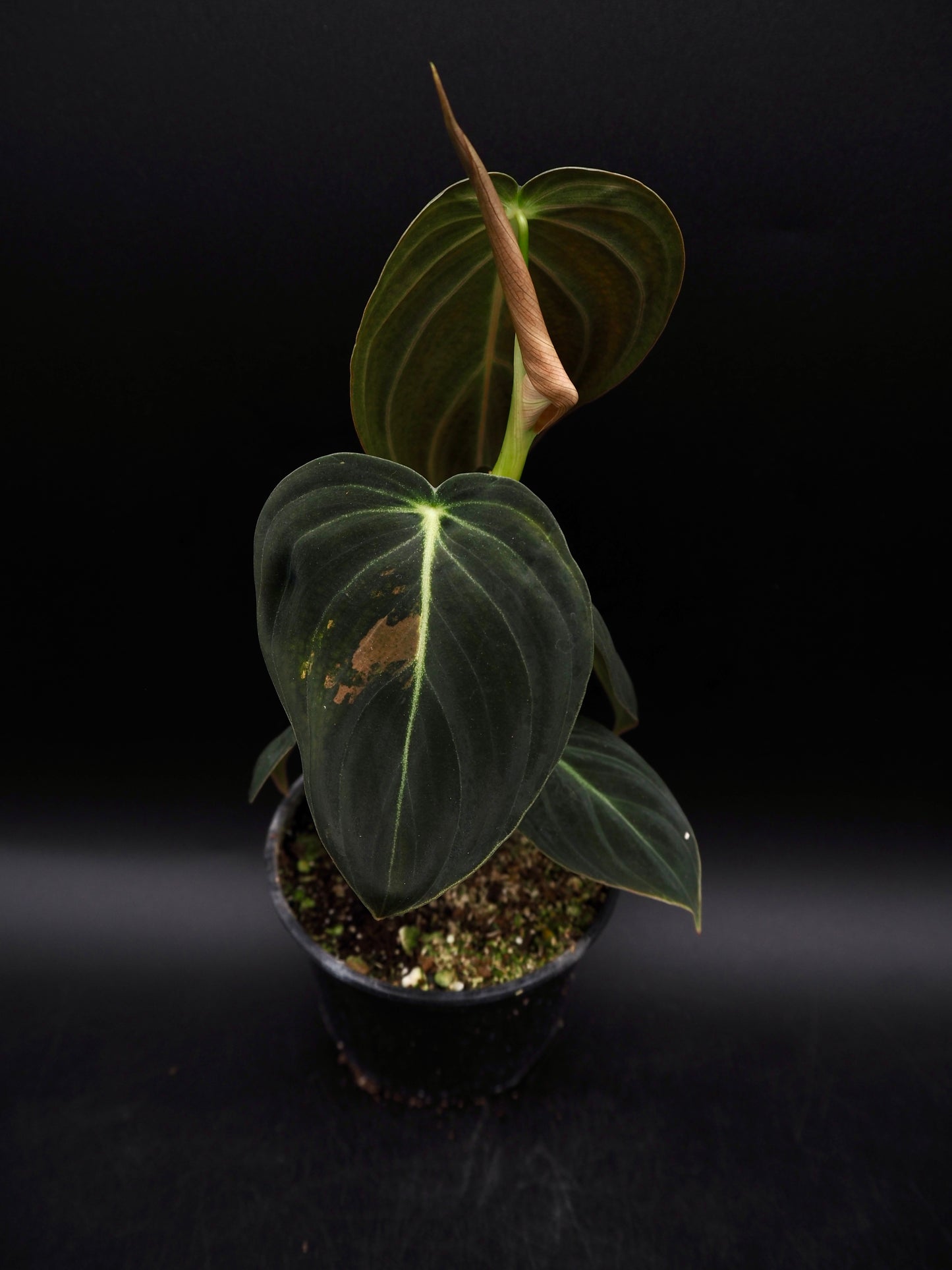 Philodendron Melanochrysum Variegata