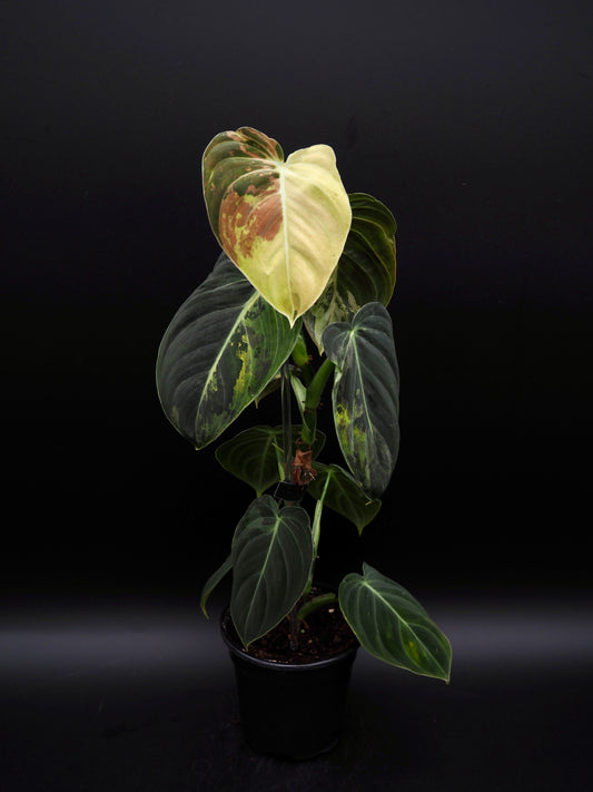 Philodendron Melanochrysum Variegata