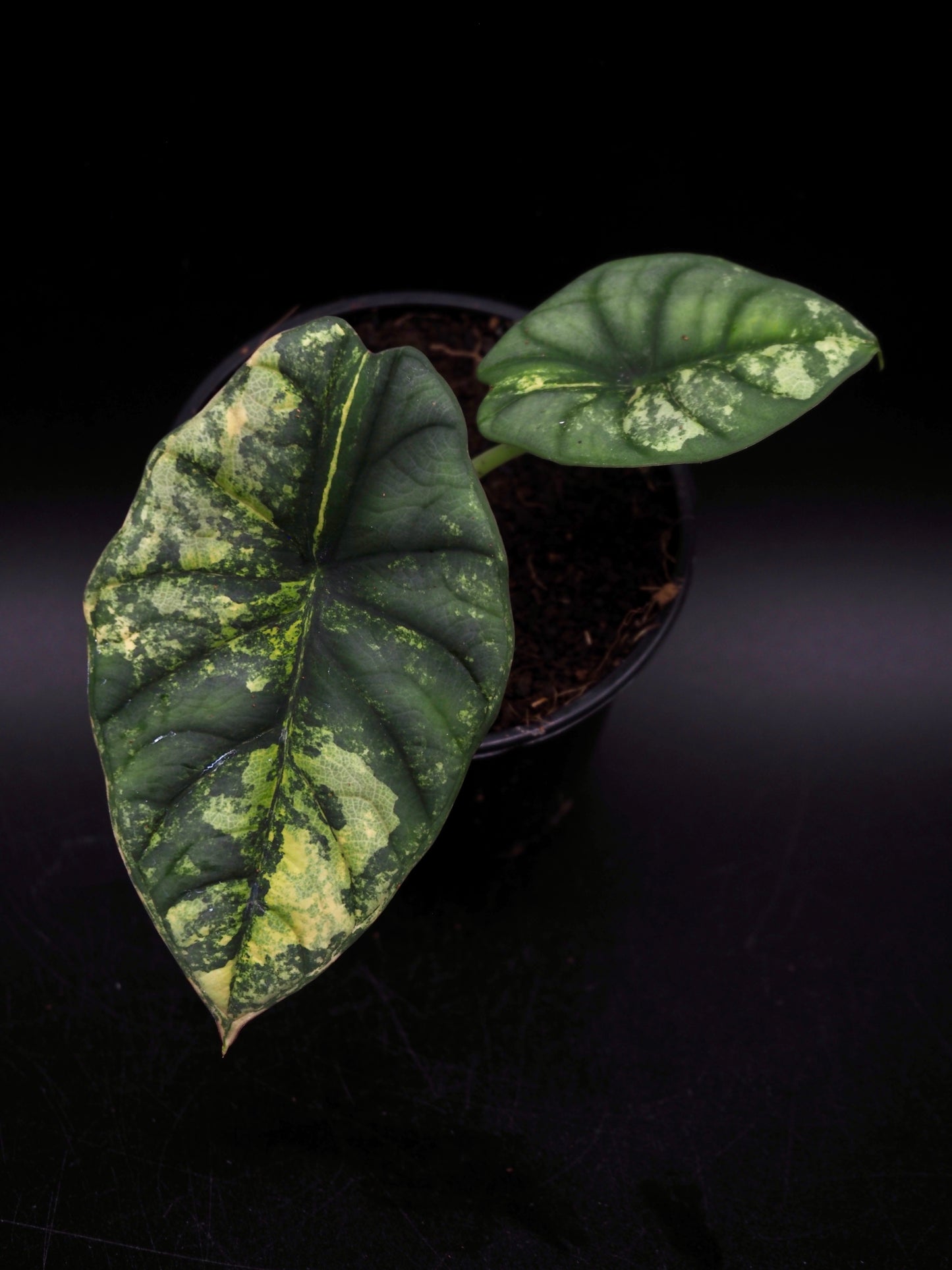Alocasia Nebula Aurea