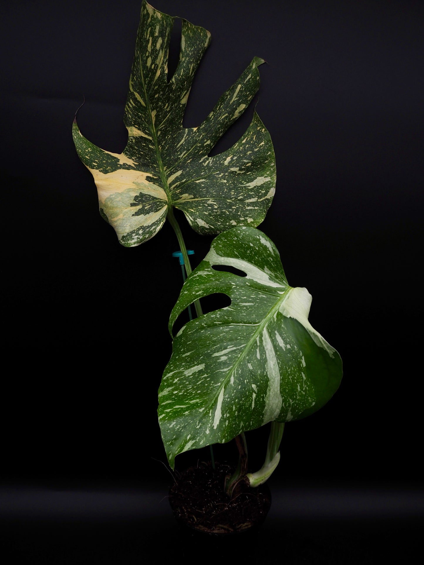 Monstera Deliciosa Electrolyte