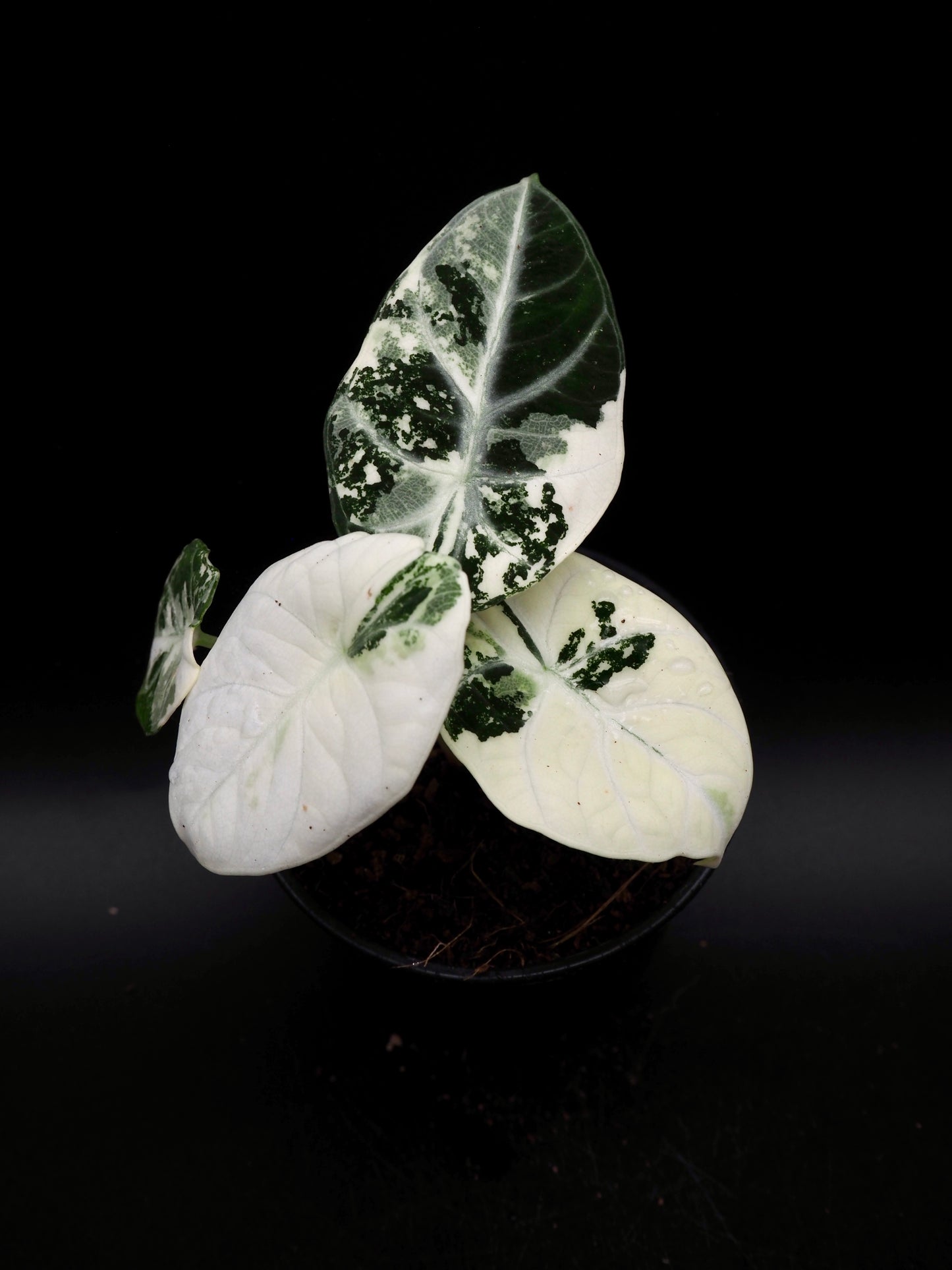 Alocasia Ninja Albo