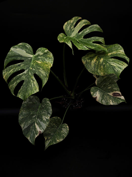 Monstera Thai Constellation Legacy