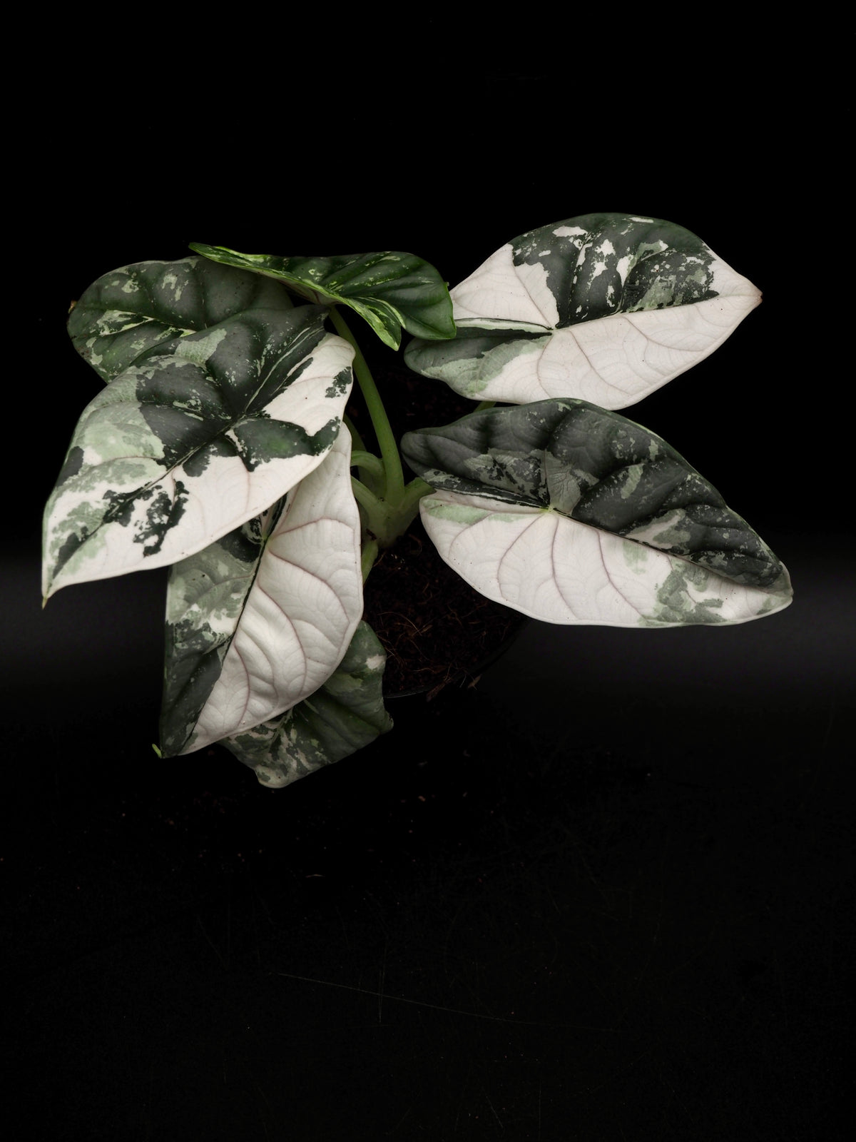 Alocasia Silver Dragon Albo Snow White Variegata