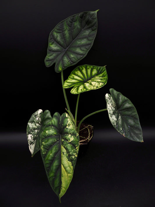 Alocasia Dragon Scale Albo Variegata