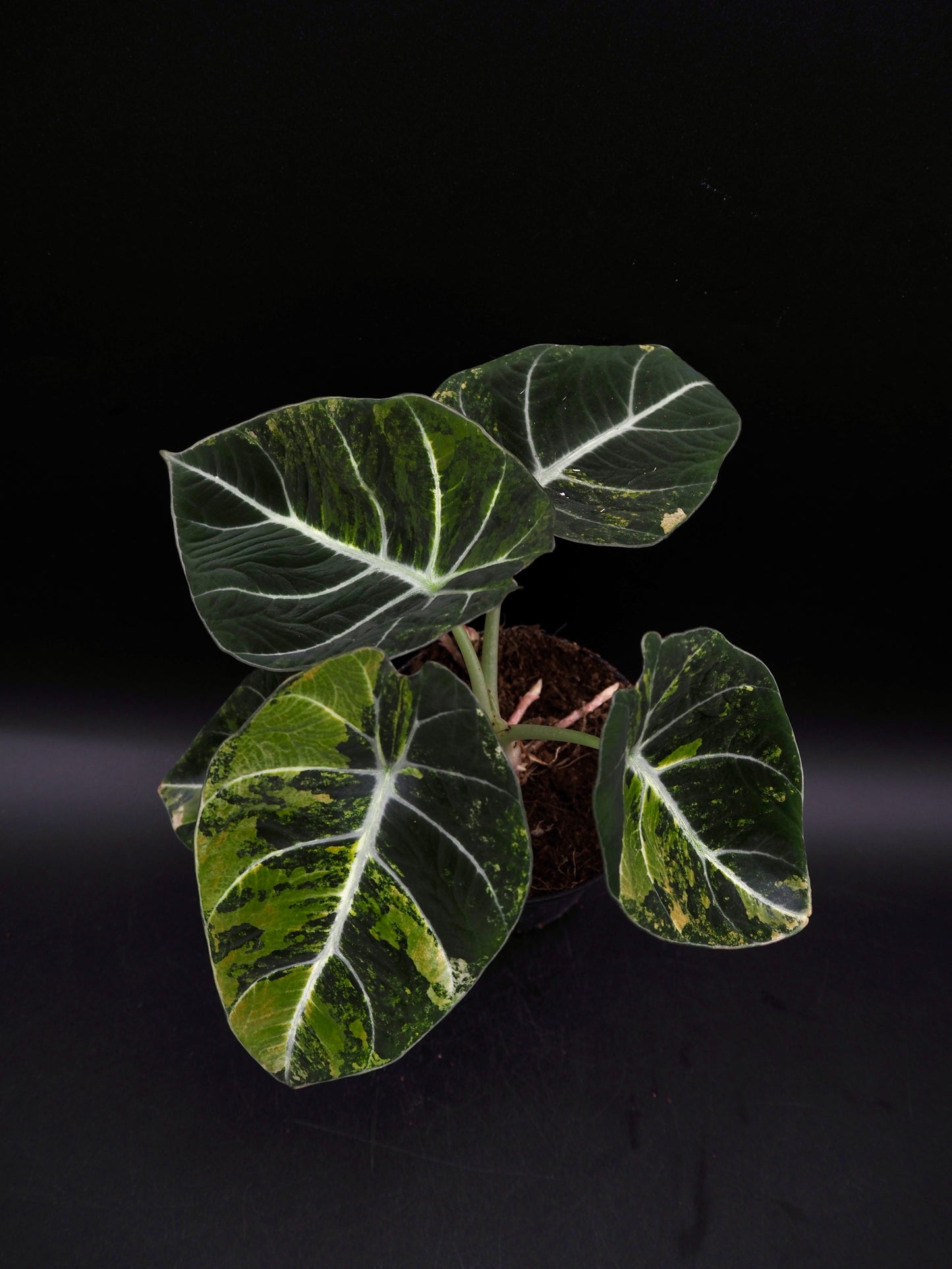 Alocasia Black Velvet Gold