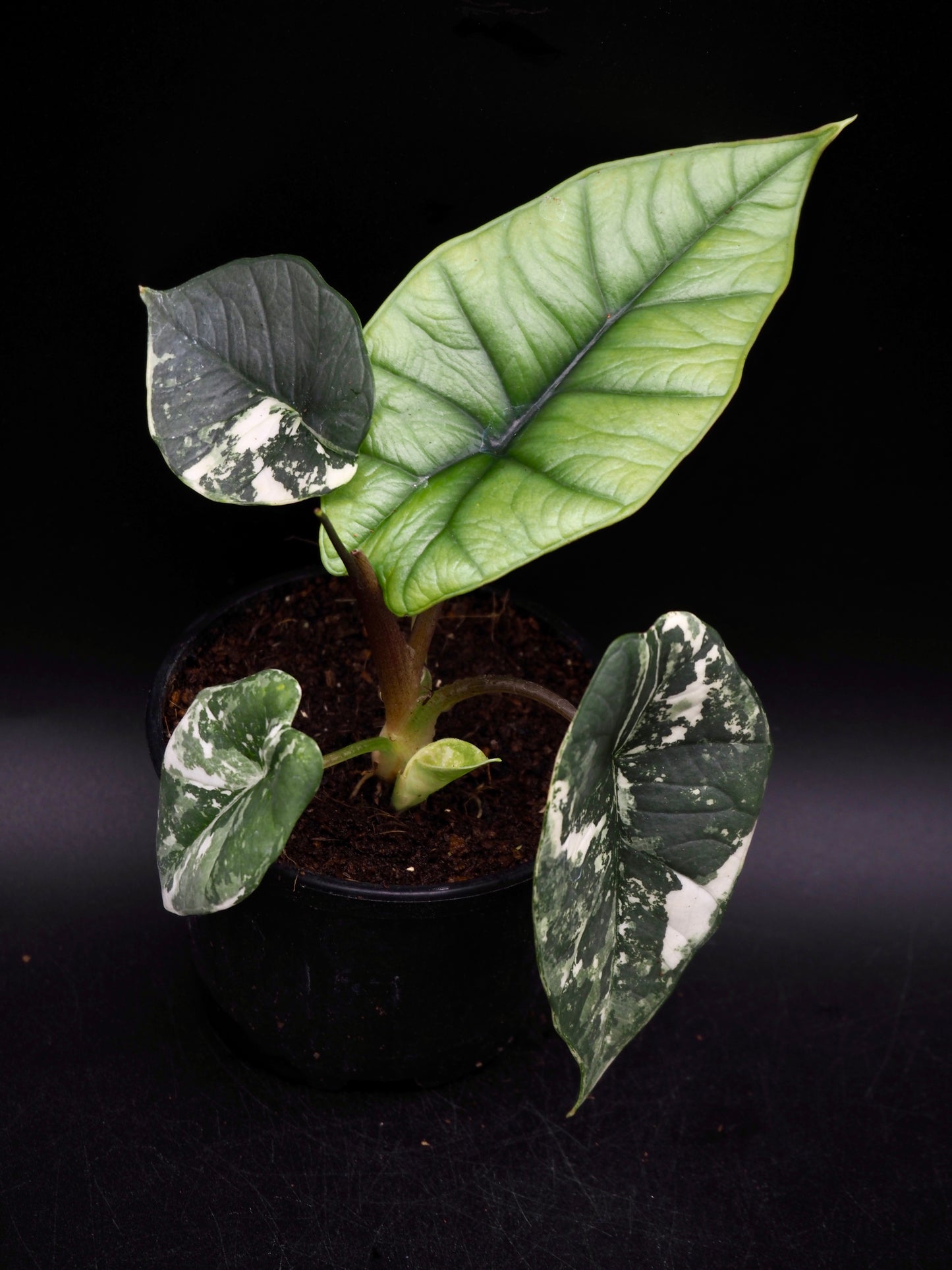 Alocasia Platinum Albo