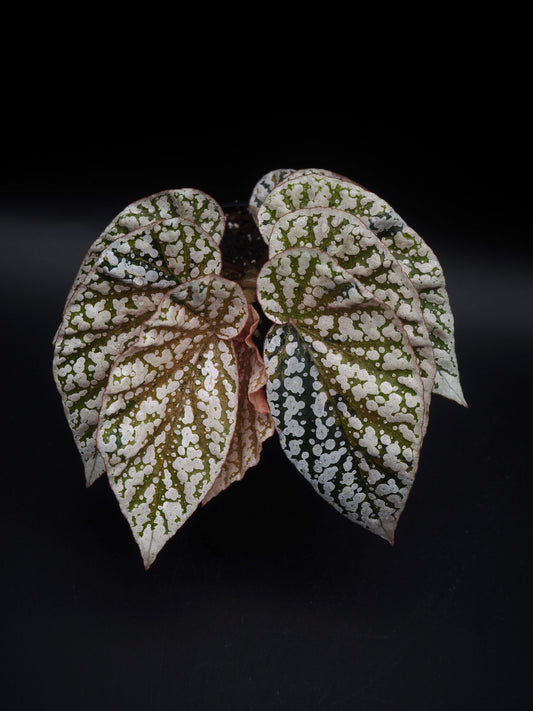 Bégonia variegata aux sommets enneigés