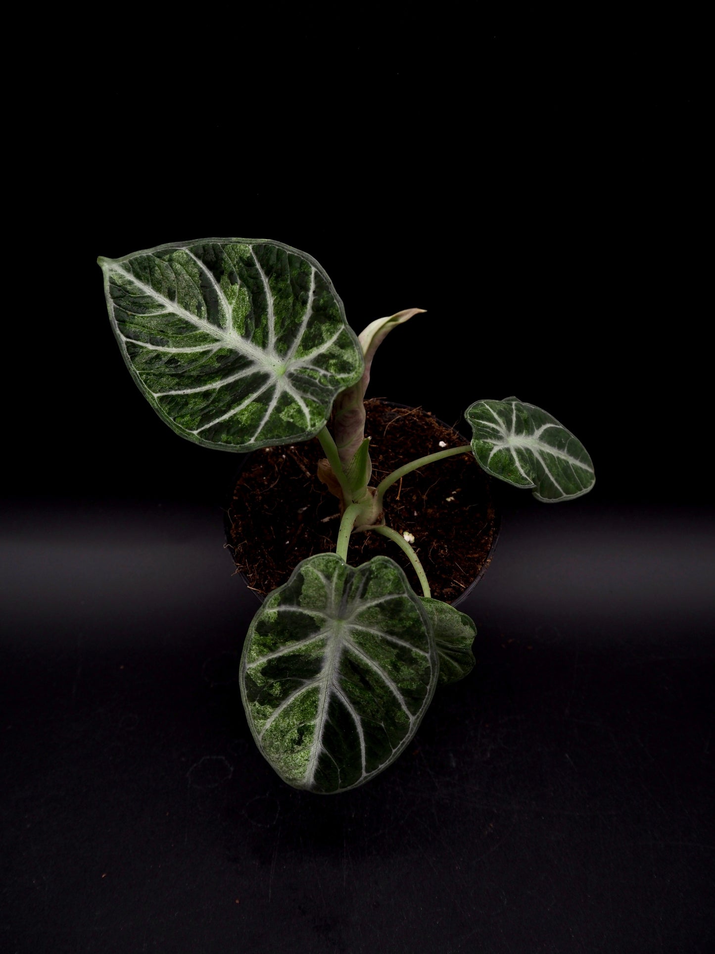 Alocasia Ninja Tricolor