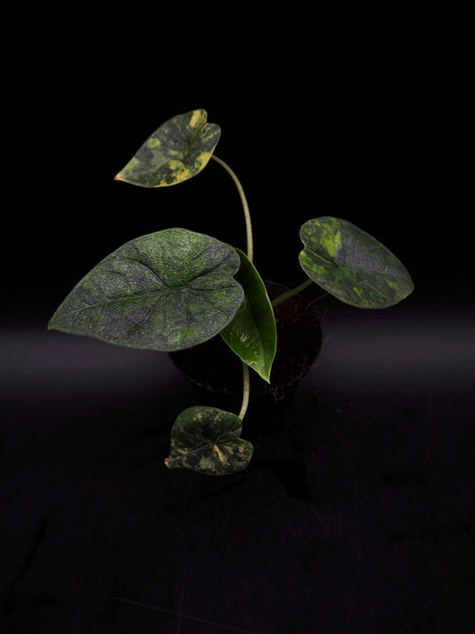 Alocasia Melo Aurea Variegata Long Form