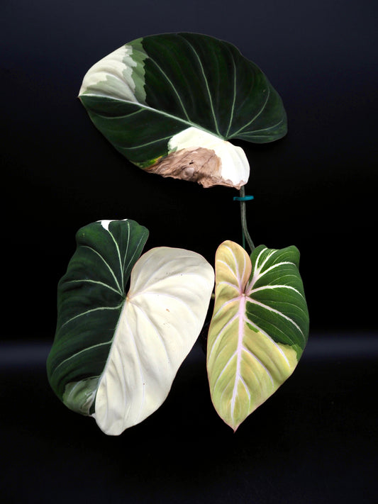 Philodendron Gloriosum Albo Variegata