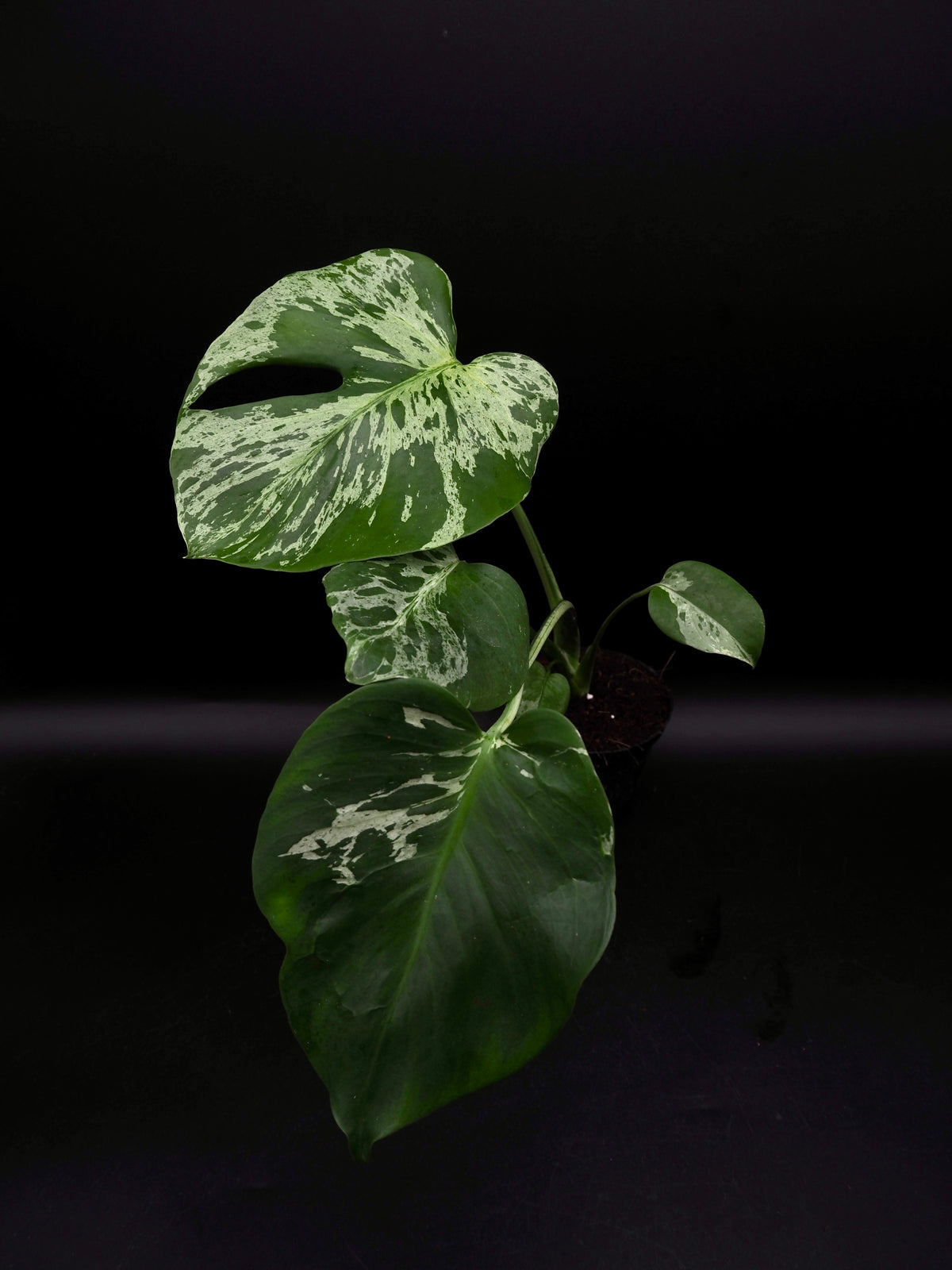 Monstera Bulbasaur