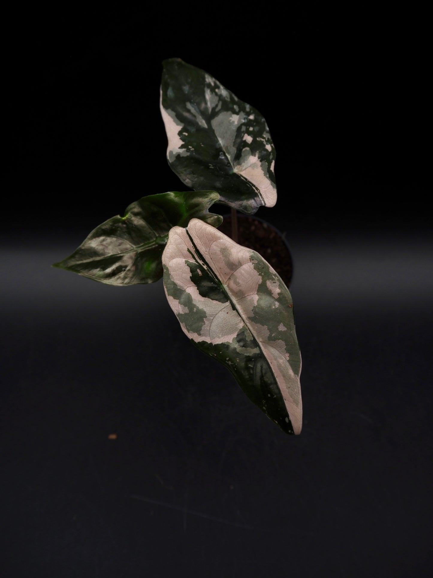 Alocasia Chantrieri Pink Variegata