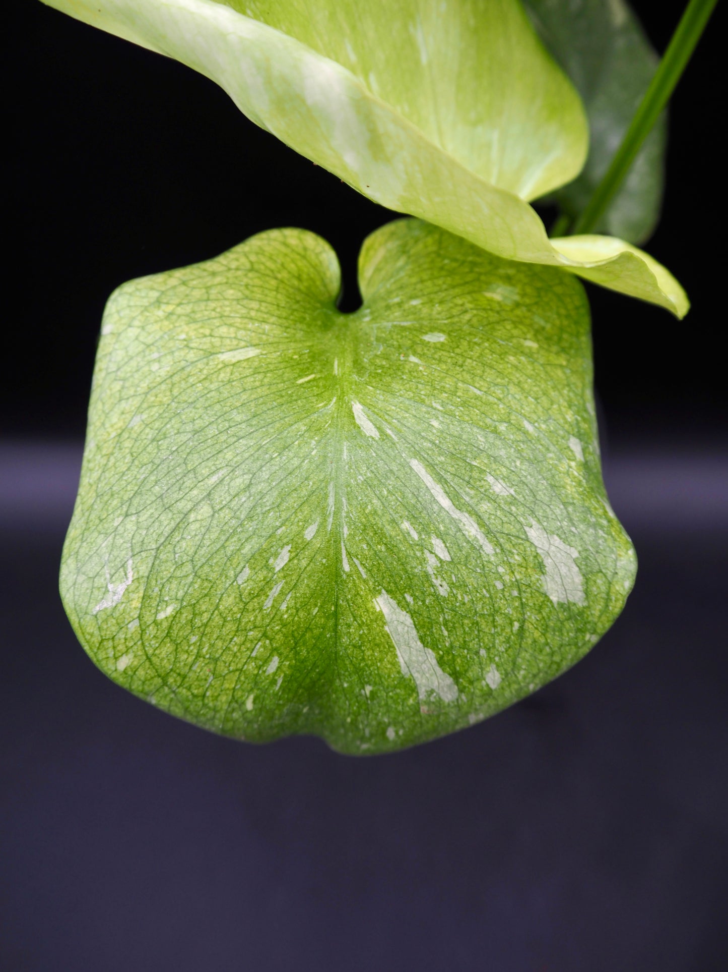Monstera Thai Constellation Mint