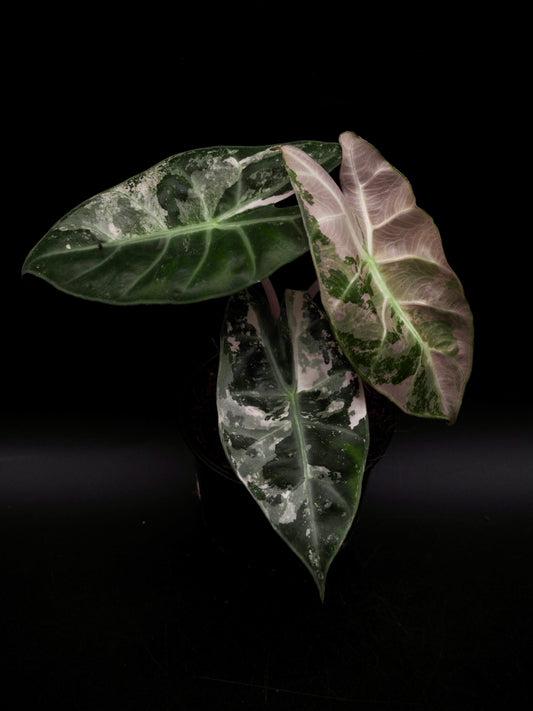 Alocasia Pink Dragon Albo Variegata