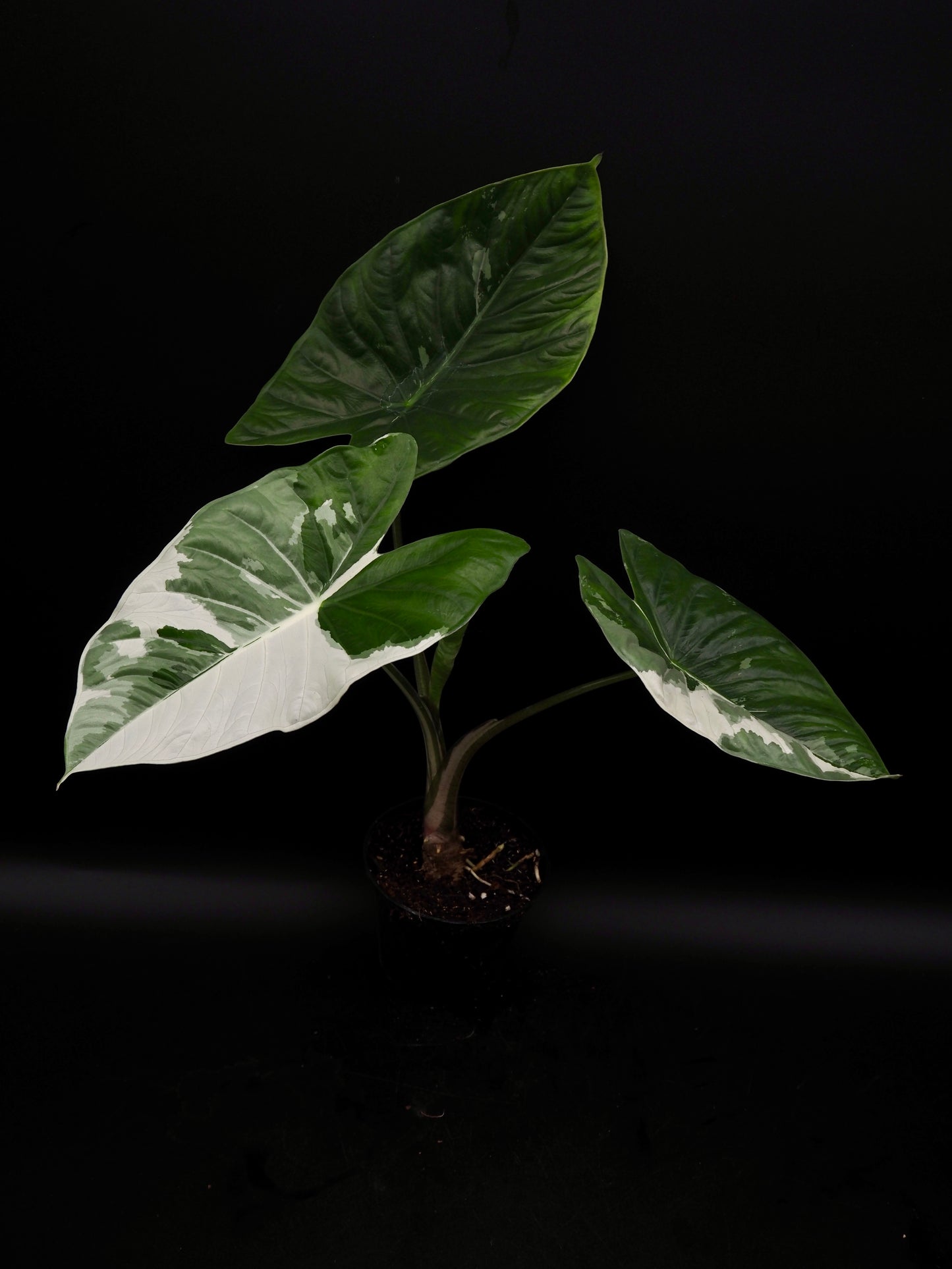 Alocasia Fornicata Albo