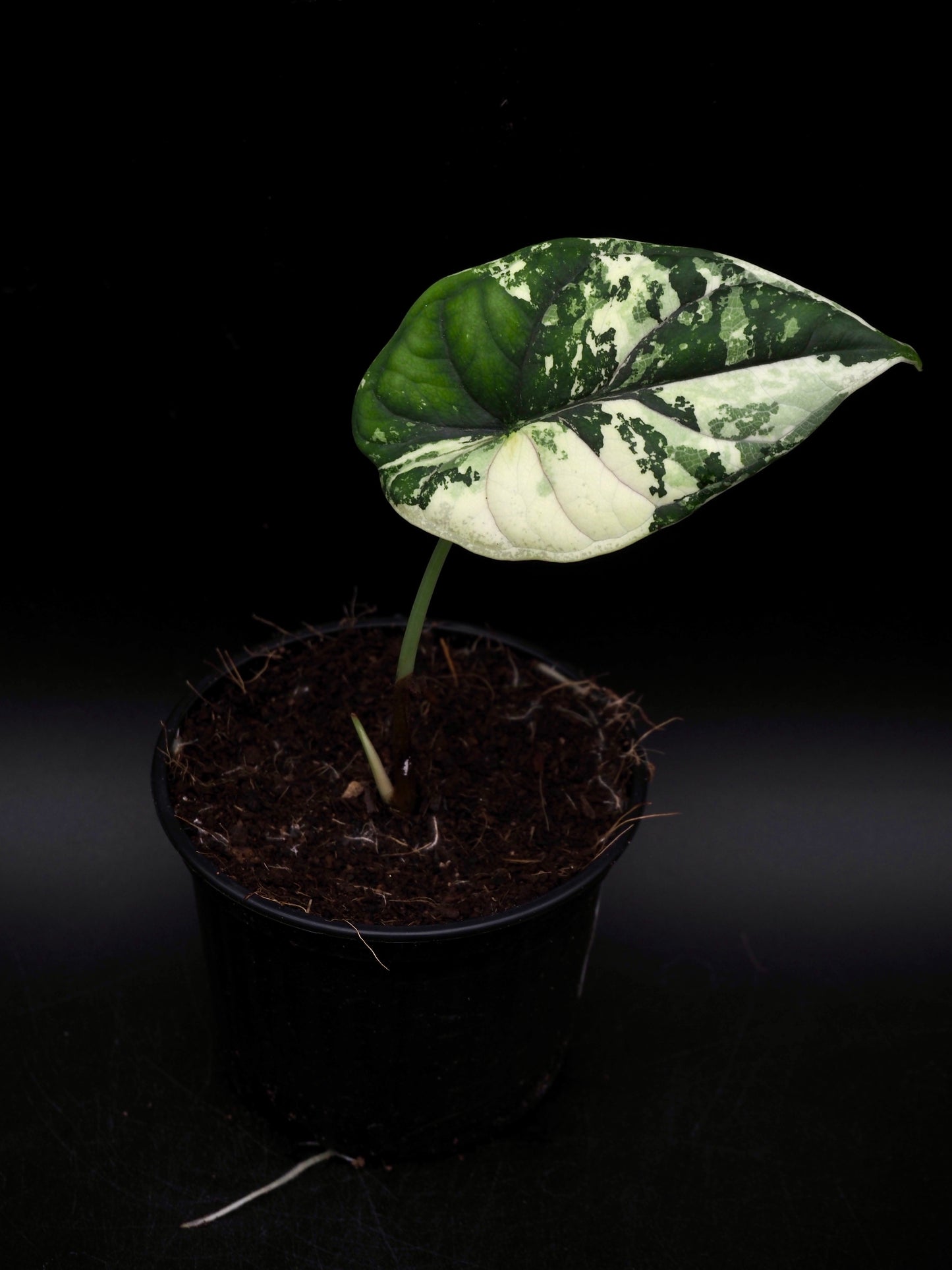 Alocasia Dragon Scale Albo Variegata