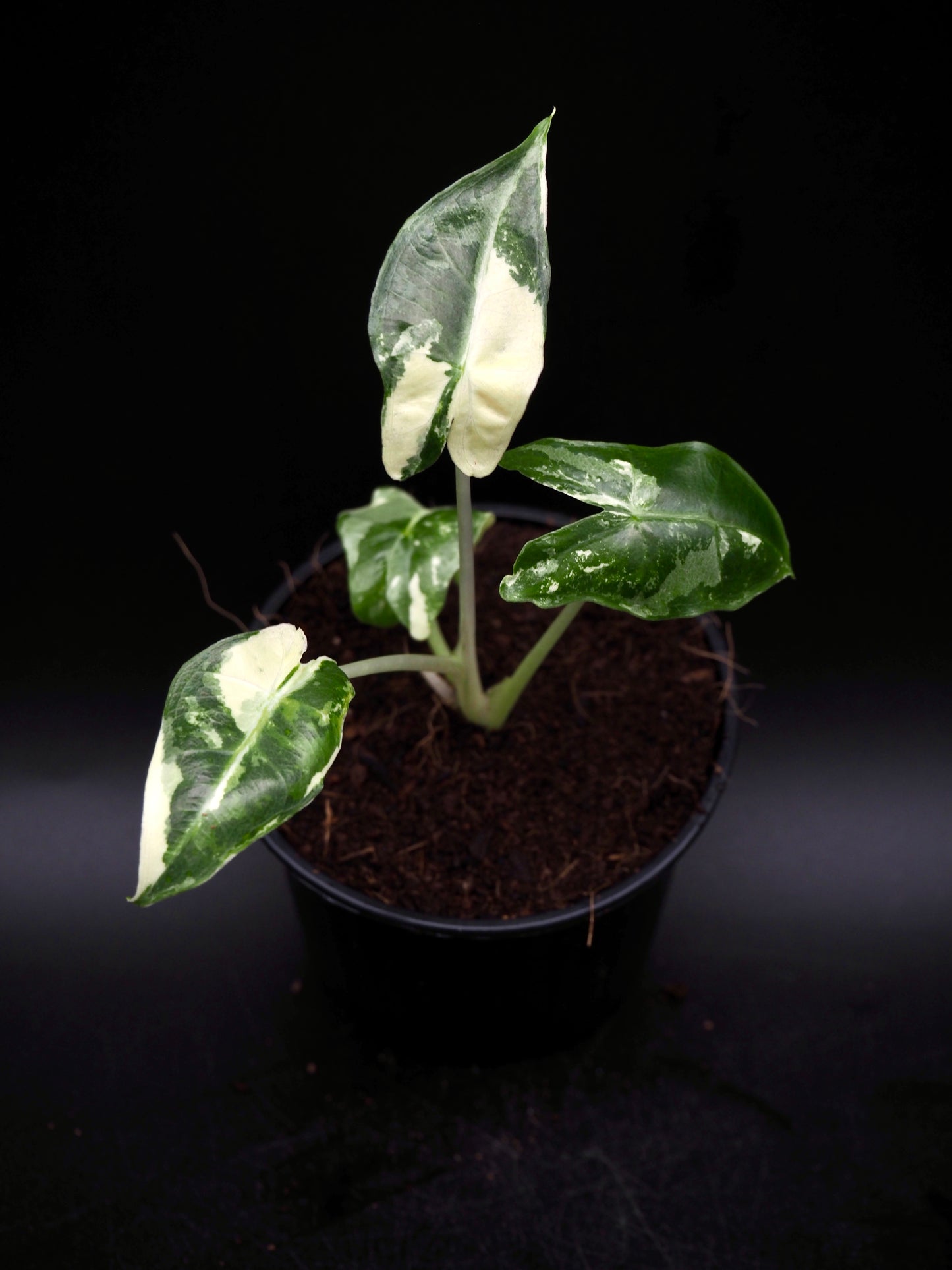 Alocasia Sarian Albo