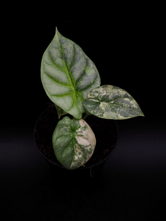 Alocasia Silver Dragon Aurea