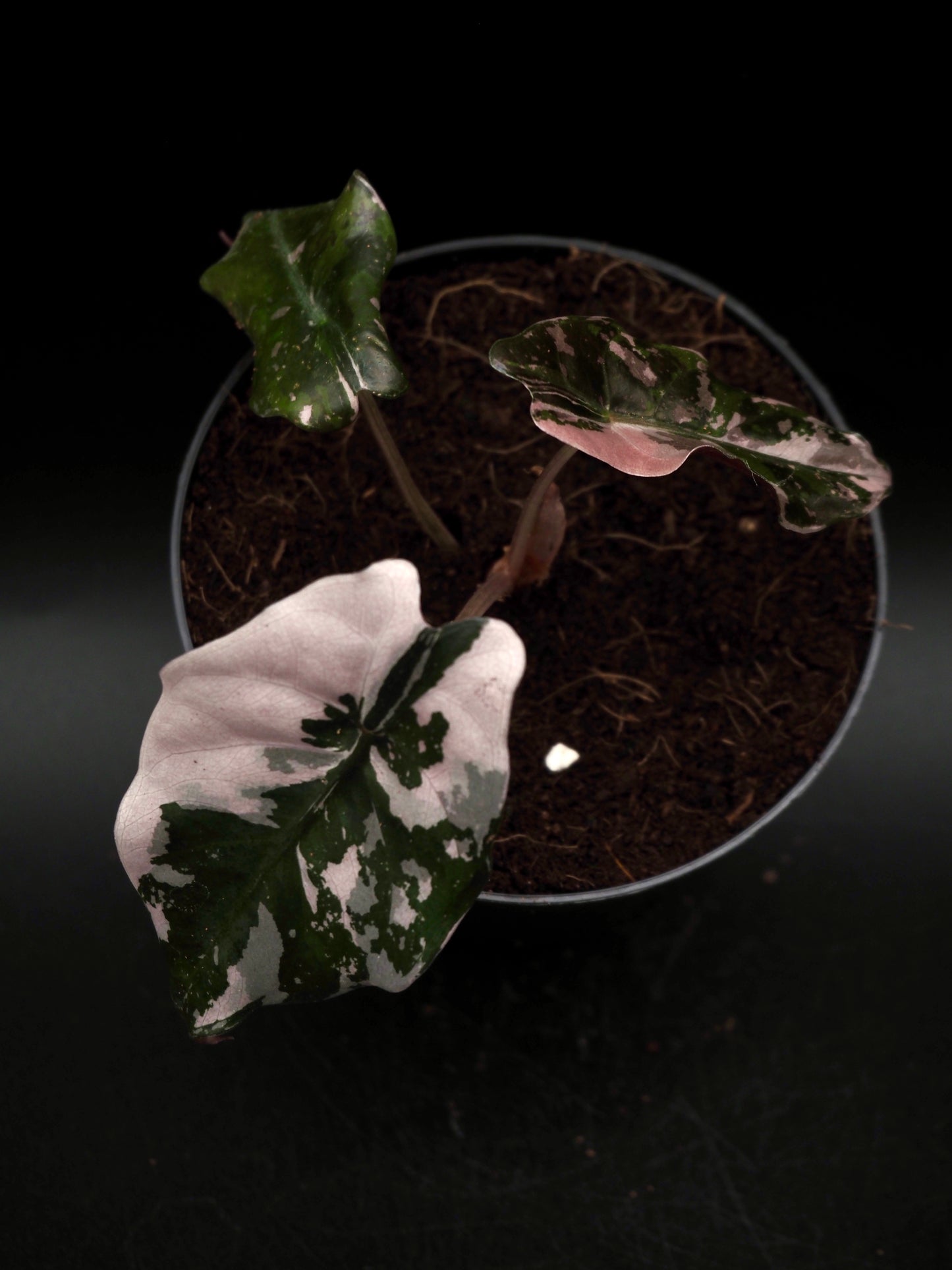 Alocasia Chantrieri Pink