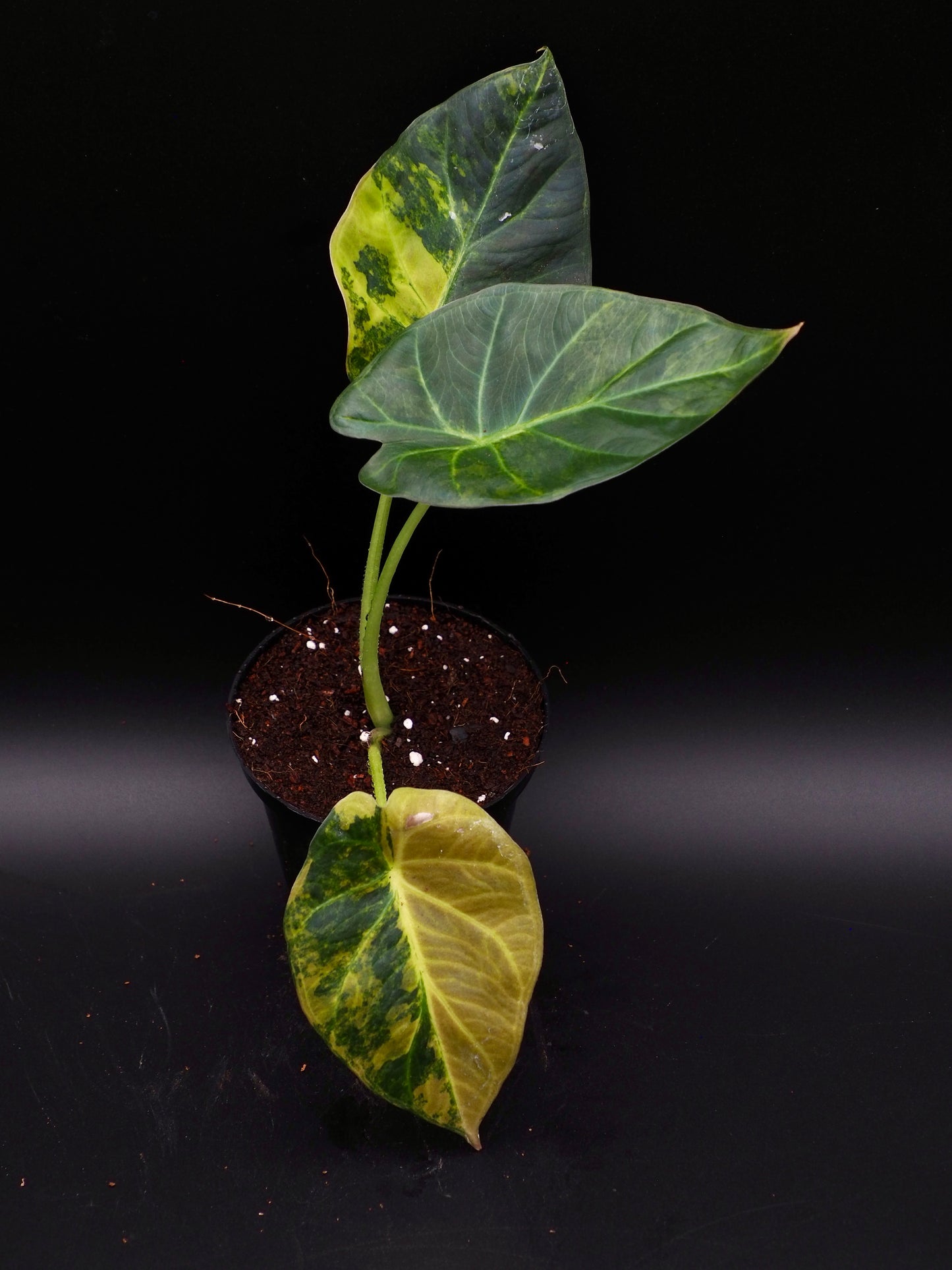Alocasia Regal Shield Aurea