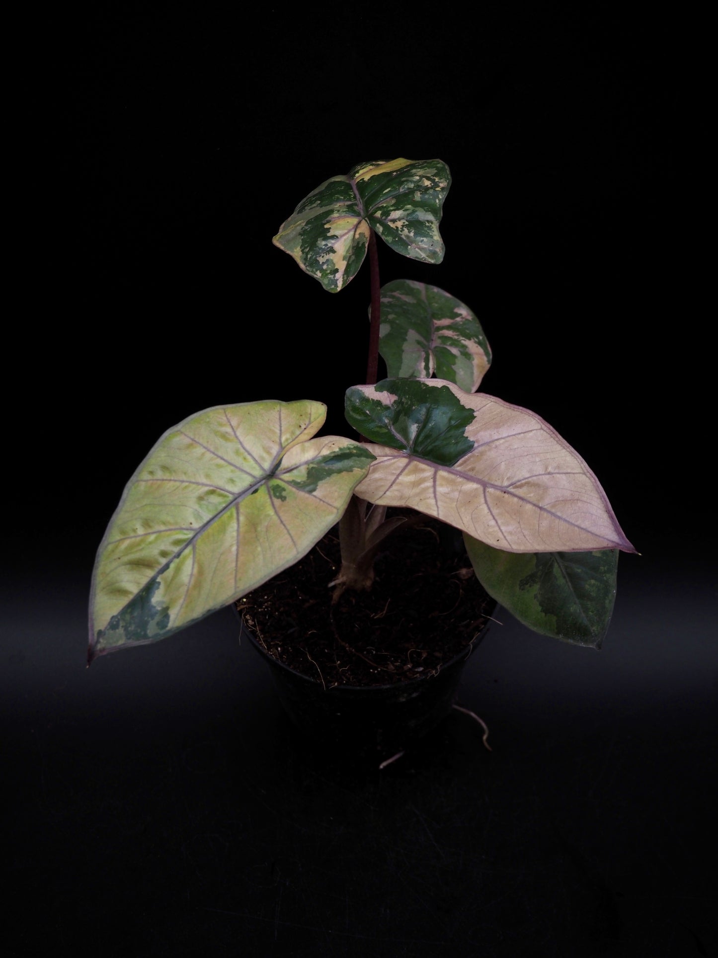 Alocasia Yucatan Princess Pink