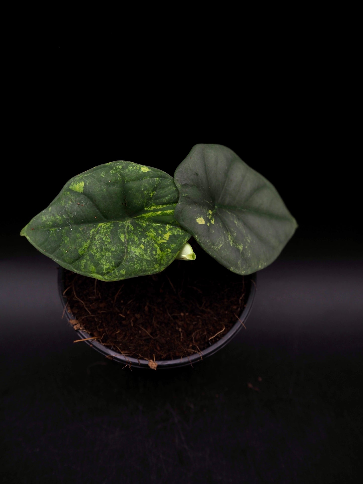 Alocasia Nebula Aurea