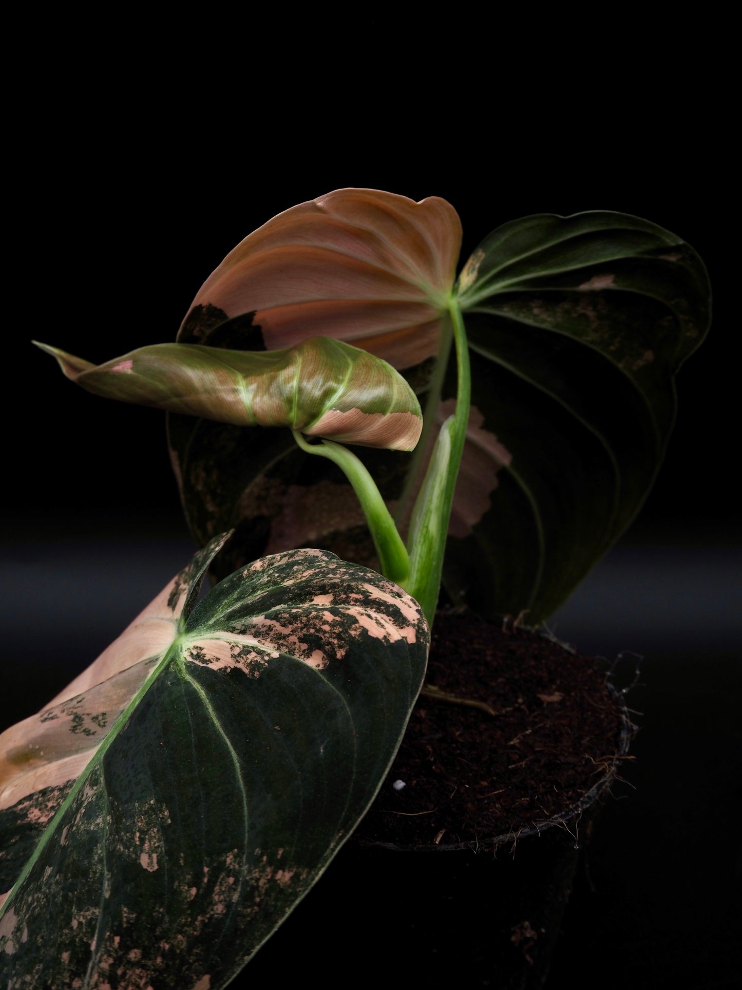 Philodendron Melanochrysum Bonfire