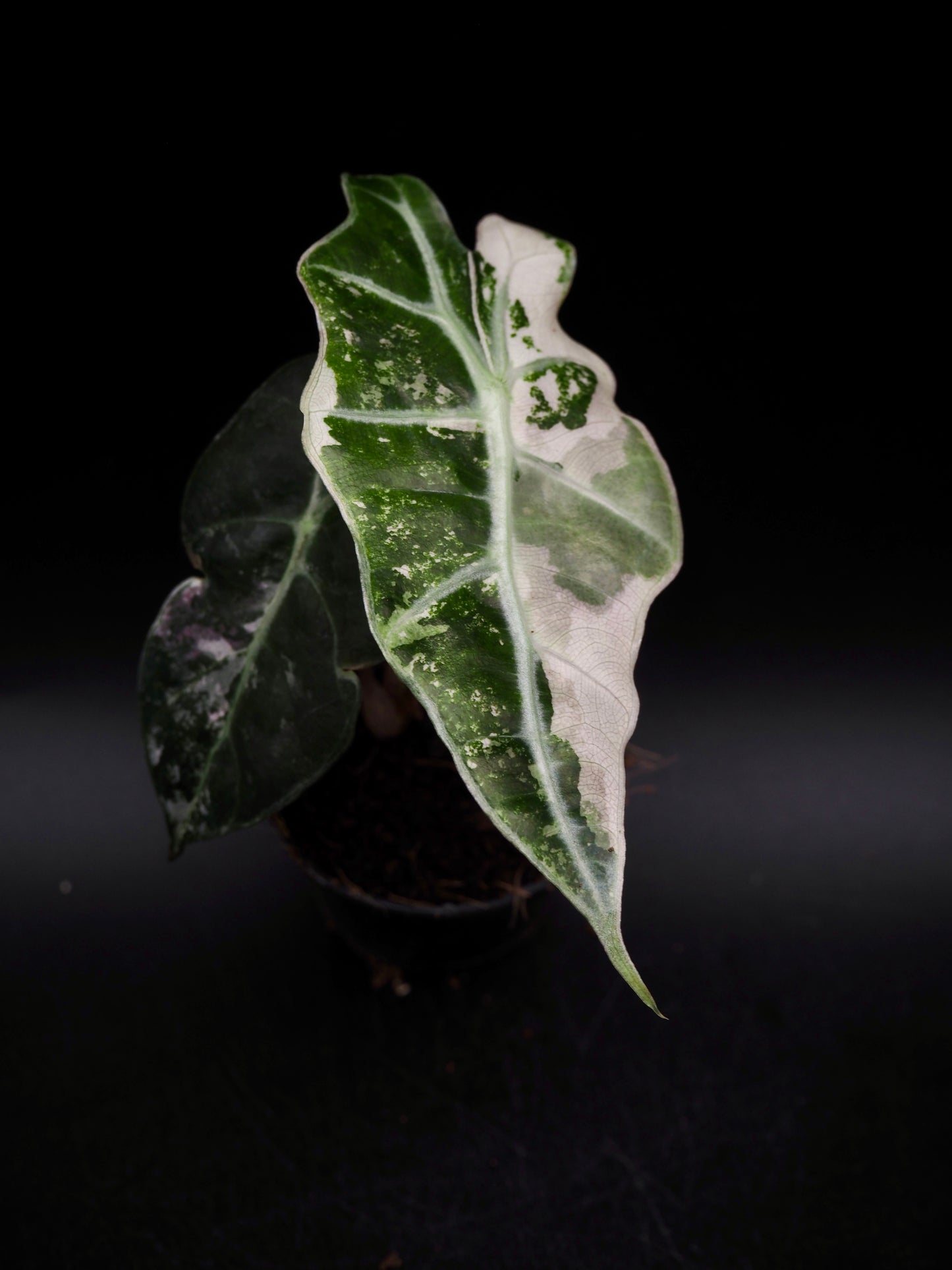 Alocasia Polly Rose Variegata