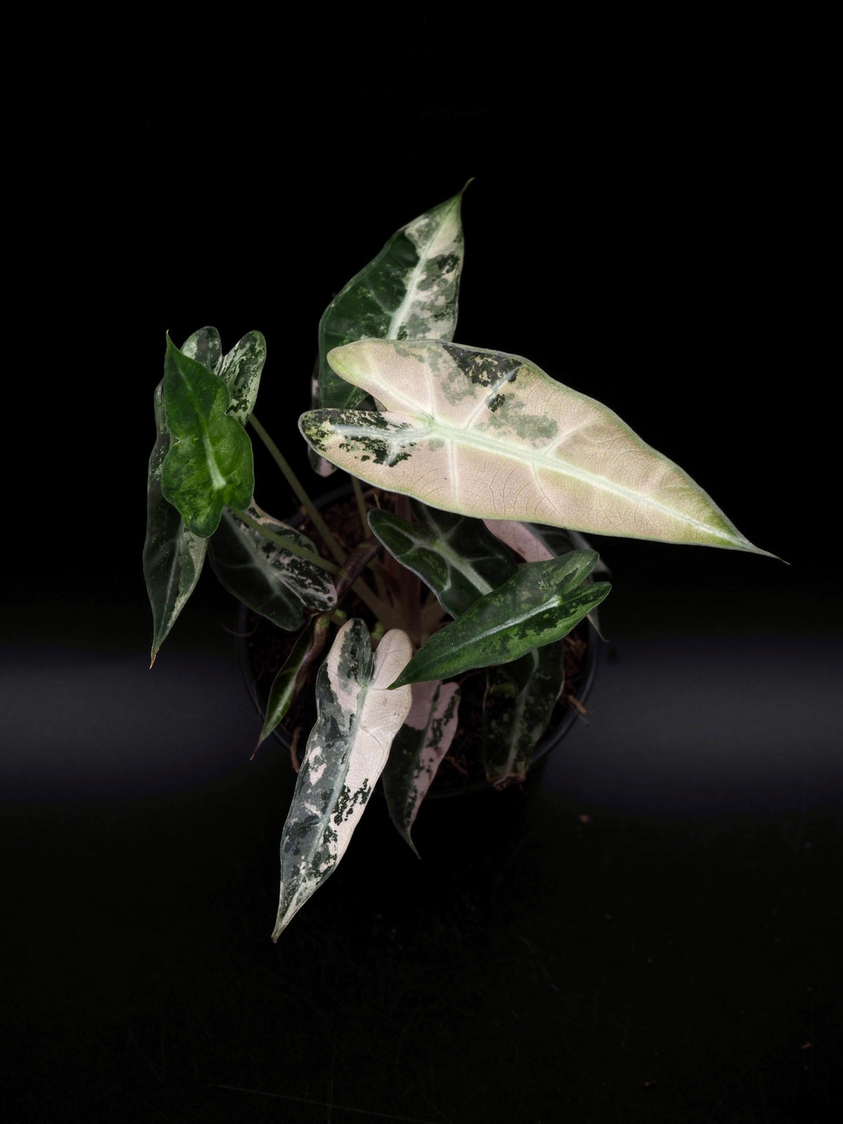 Alocasia Bambino Rose Variegata