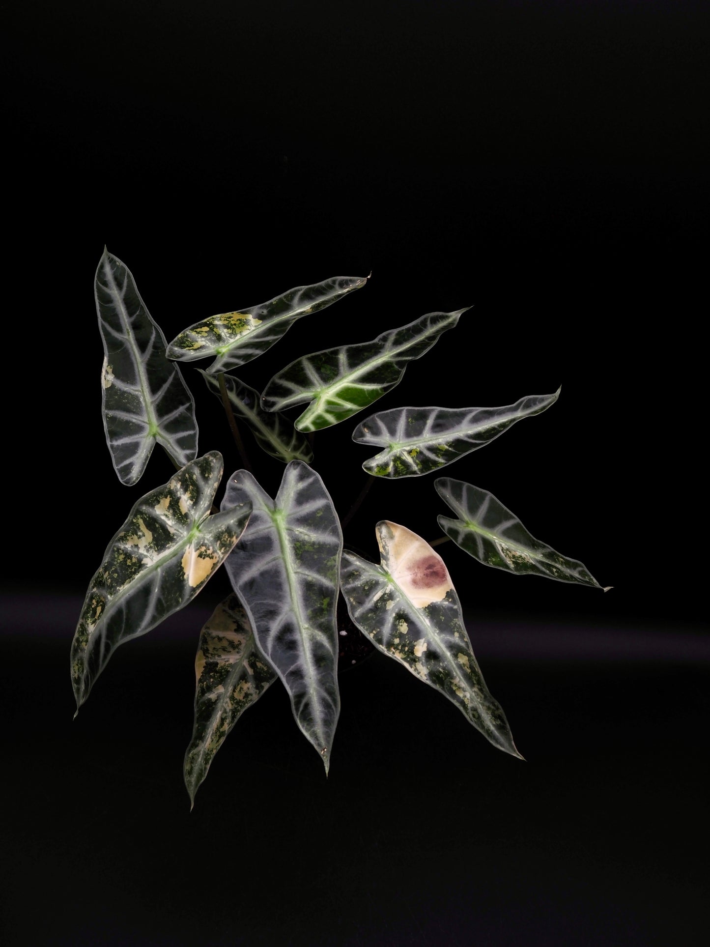 Alocasia Bambi Aurea