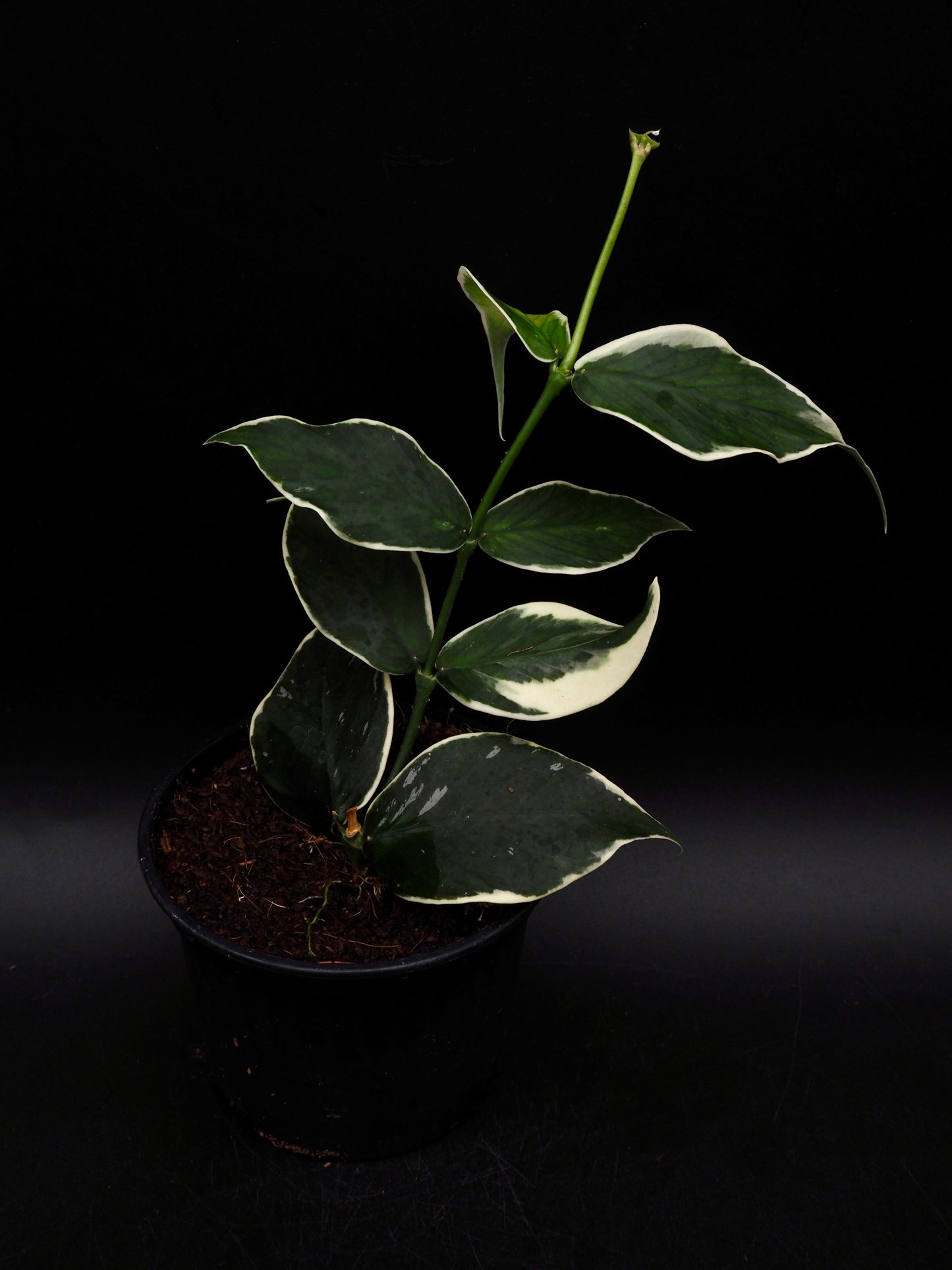 Hoya Polyneura Variegata