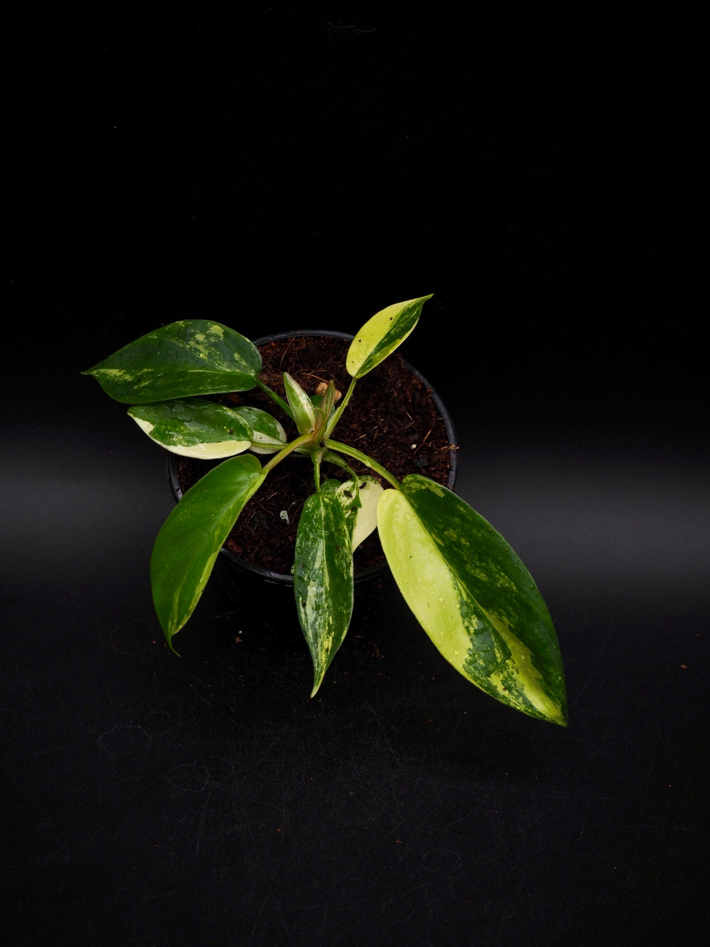 Philodendron Florida Beauty